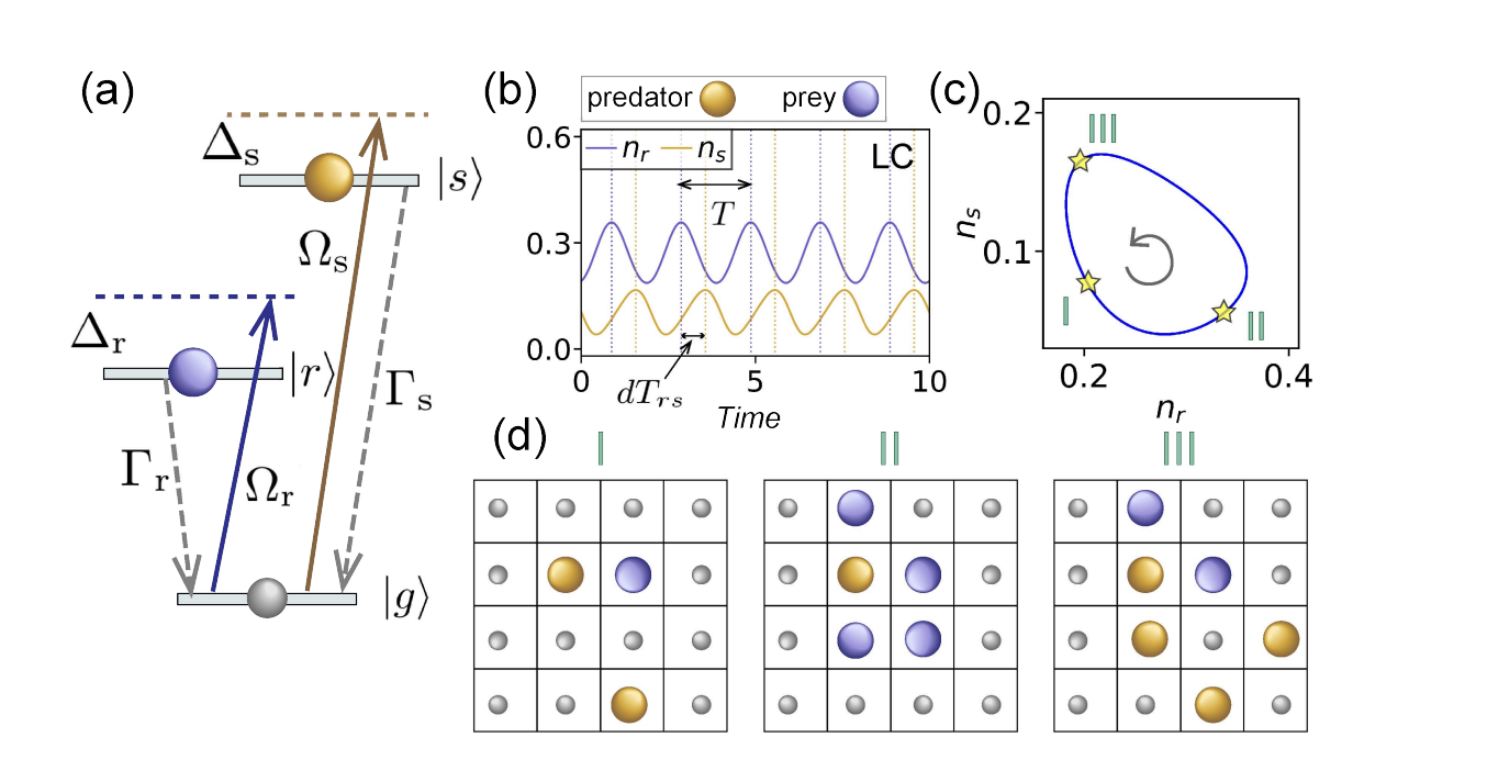 Quantum Rydberg Lattices Demonstrate Microsecond Predator-Prey Cycles and Stabilize Oscillations Against Noise