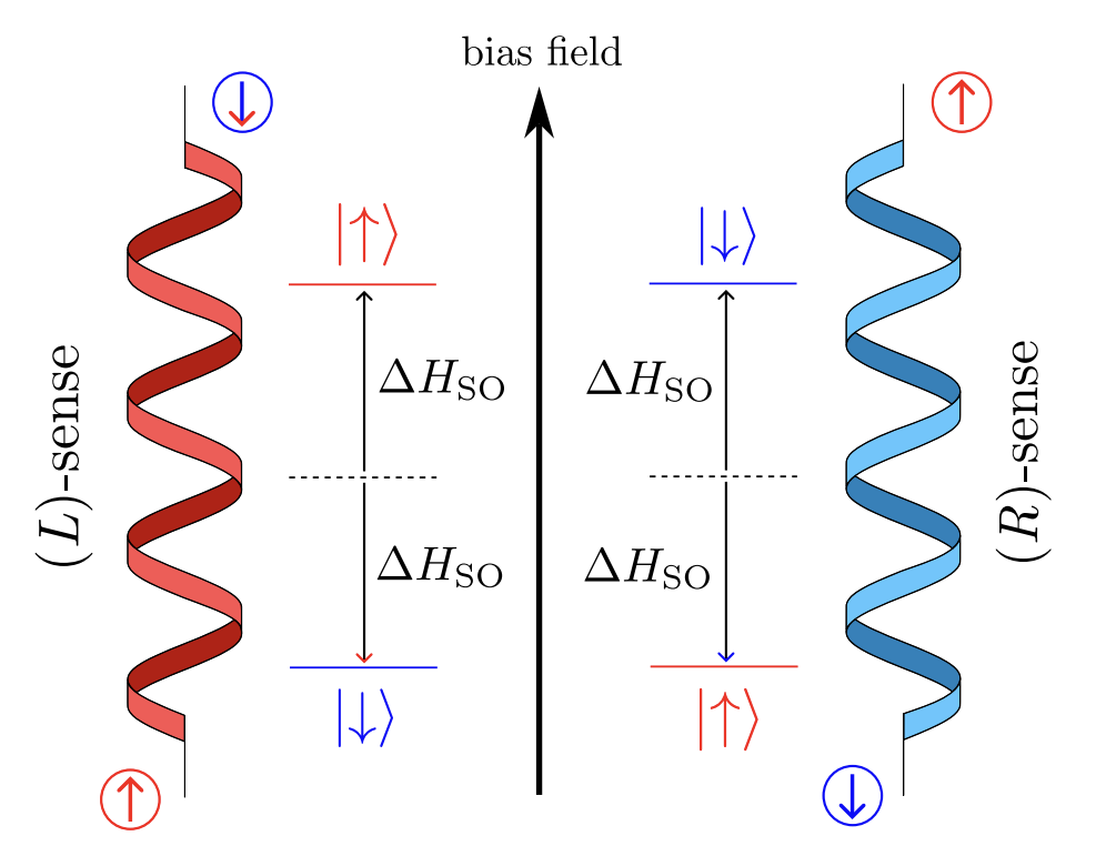 Chirality-Induced Spin Selectivity Arises From Helical Geometry, Study Confirms