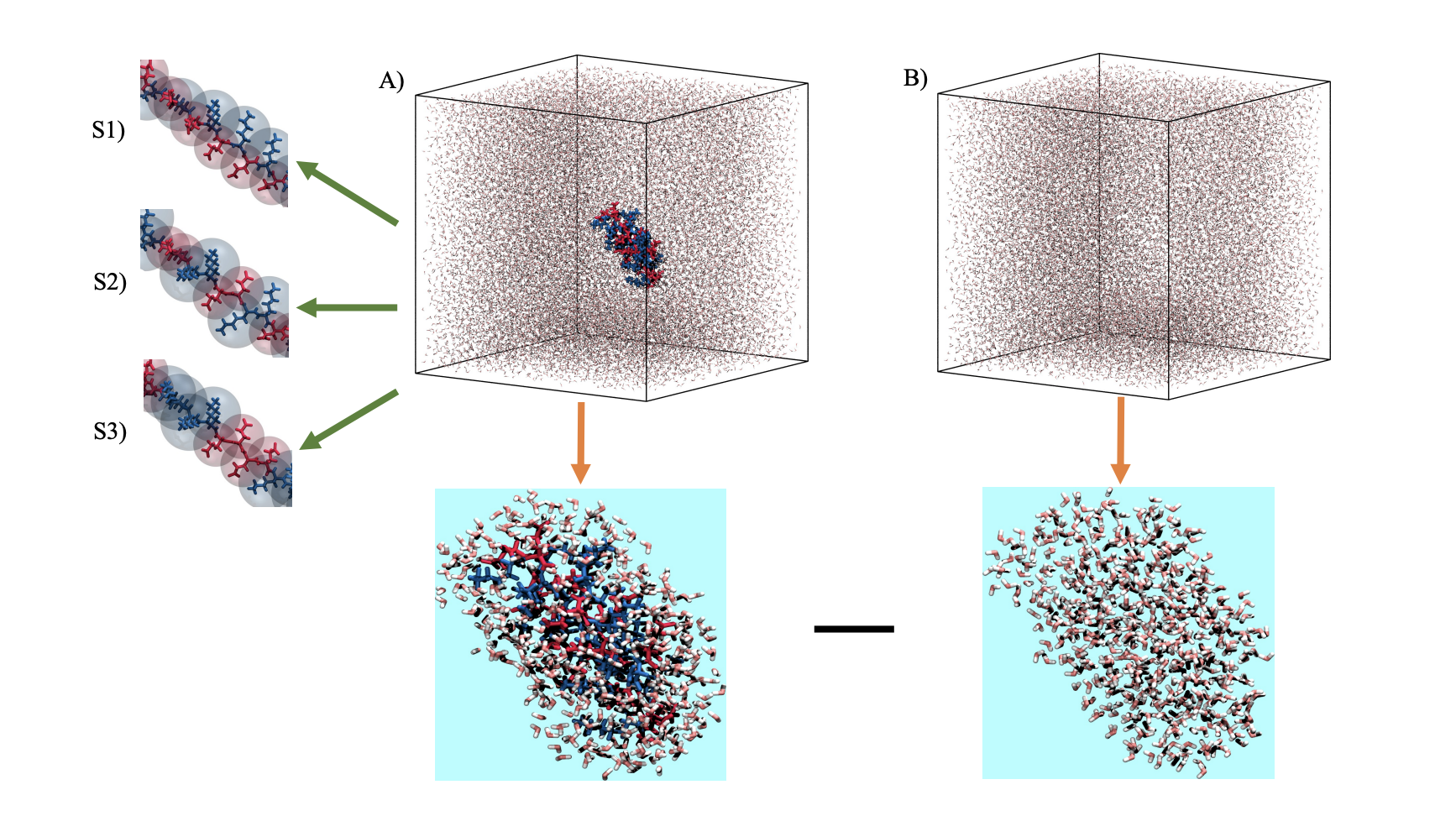 Researchers Advance Protein Force Fields to Accurately Model Disordered Protein Conformations in Solution