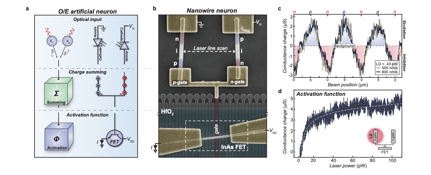 Nano-optoelectronic Neuron Achieves 100x Footprint Reduction, Delivering Picowatt Power for AI