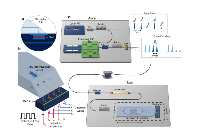 Ghz-gated InGaAs/InP SPAD Arrays Advance Photonic Integration for Quantum Key Distribution