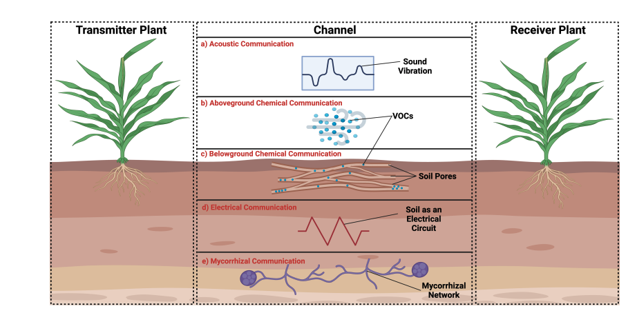 Plants Achieve Data Network, Boosting Resilience and Adaptation