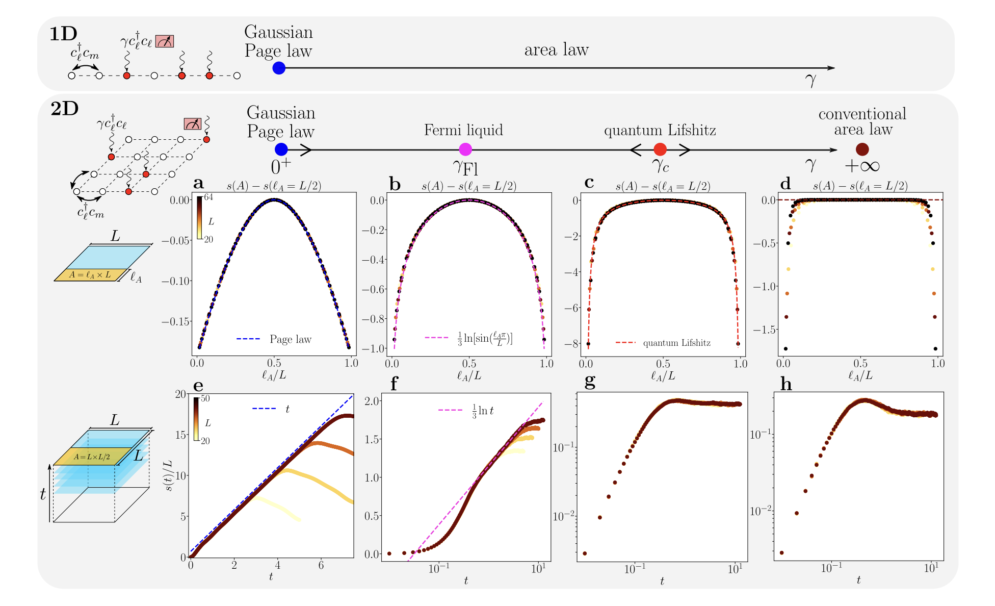 Measurement-induced Phase Transitions Reveal Three Fixed Points and Emergent Space-Time Invariance