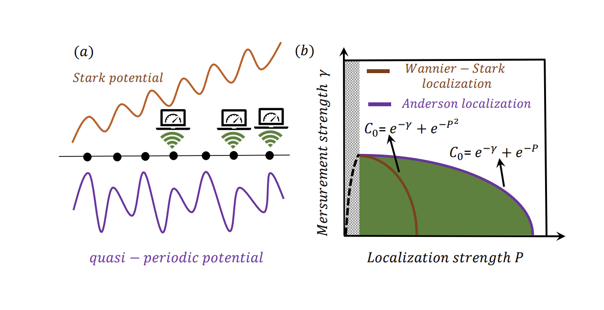Monitored Free Fermion Systems Exhibit Entanglement Phases and Transitions Due to Localizations