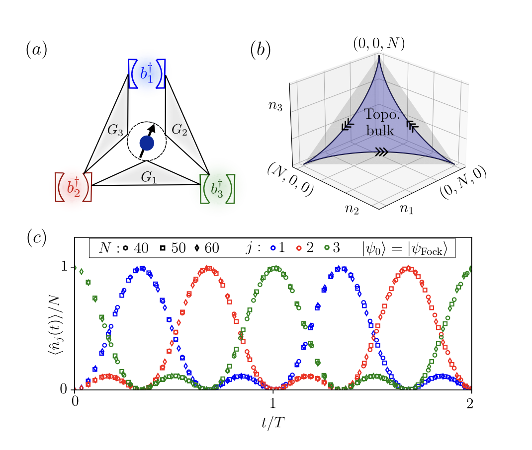 Quantum State Circulation Achieved in Photon Lattice with Robustness for Any Number of Photons