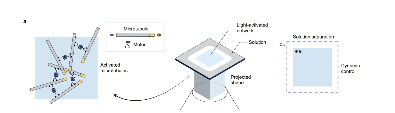 Active Networks Demonstrate Boundary Program Deformation and Dynamic Control of Network Organization