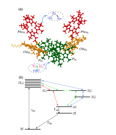 Photosystem II Analysis Reveals Maximum Work From Quantum Energy Transfer
