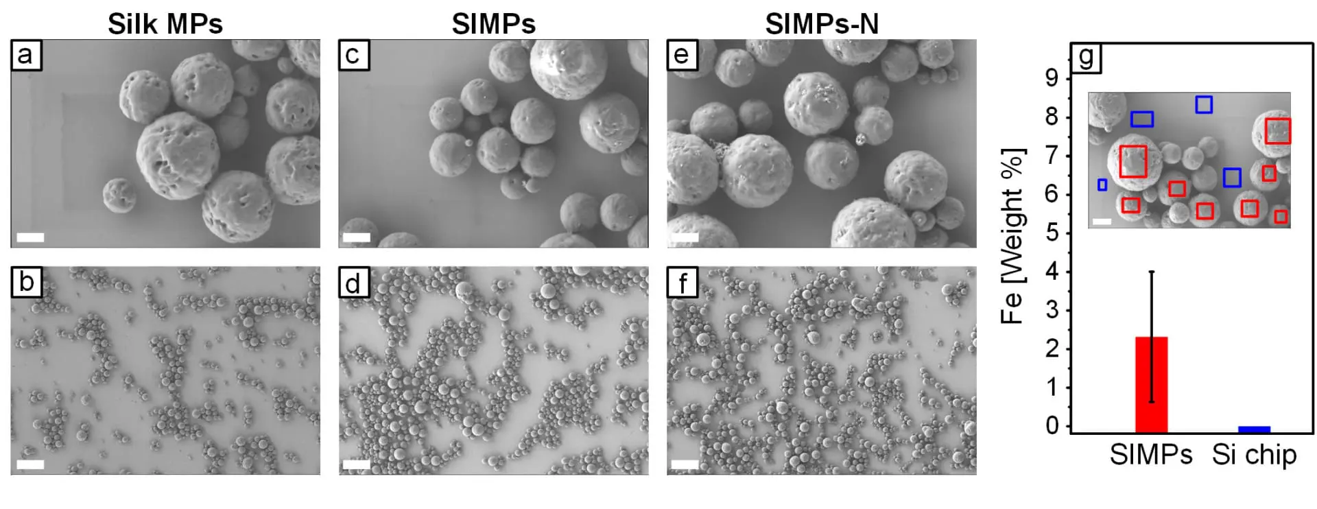 Revolutionizing Targeted Drug Delivery: Pitt Engineers Develop Magnetically Navigable Microparticles for Cancer Therapies and Regenerative Medicine
