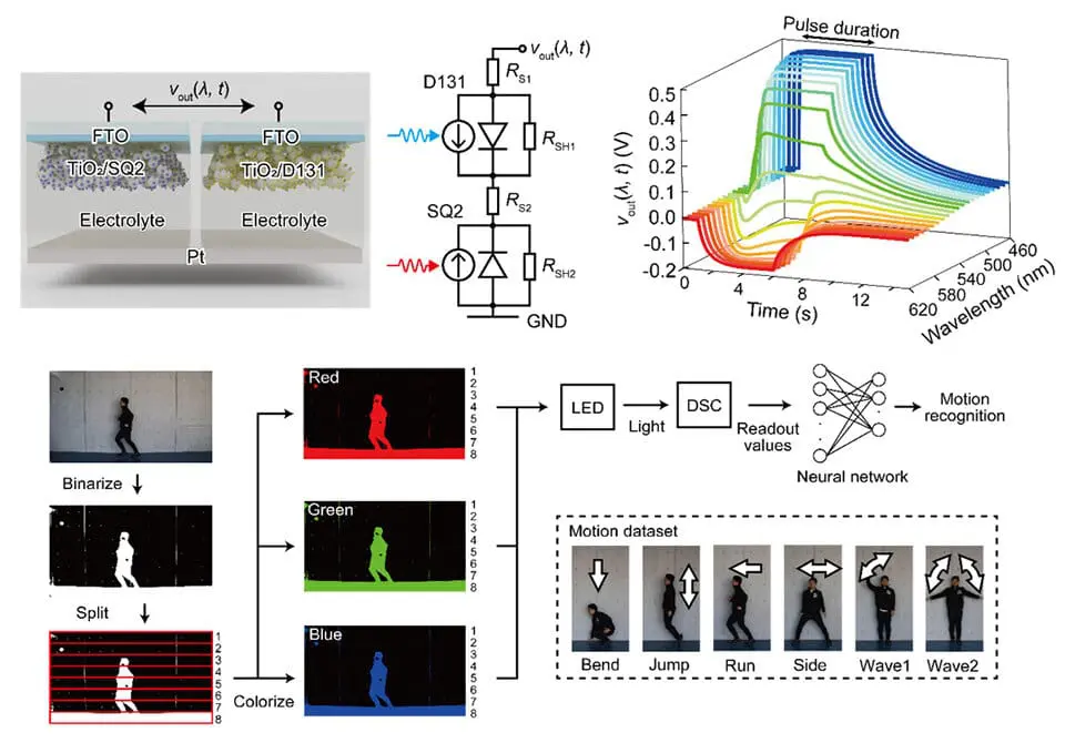Self-Powered Artificial Synapse Achieves Near-Human Colour Vision for Low-Energy AI