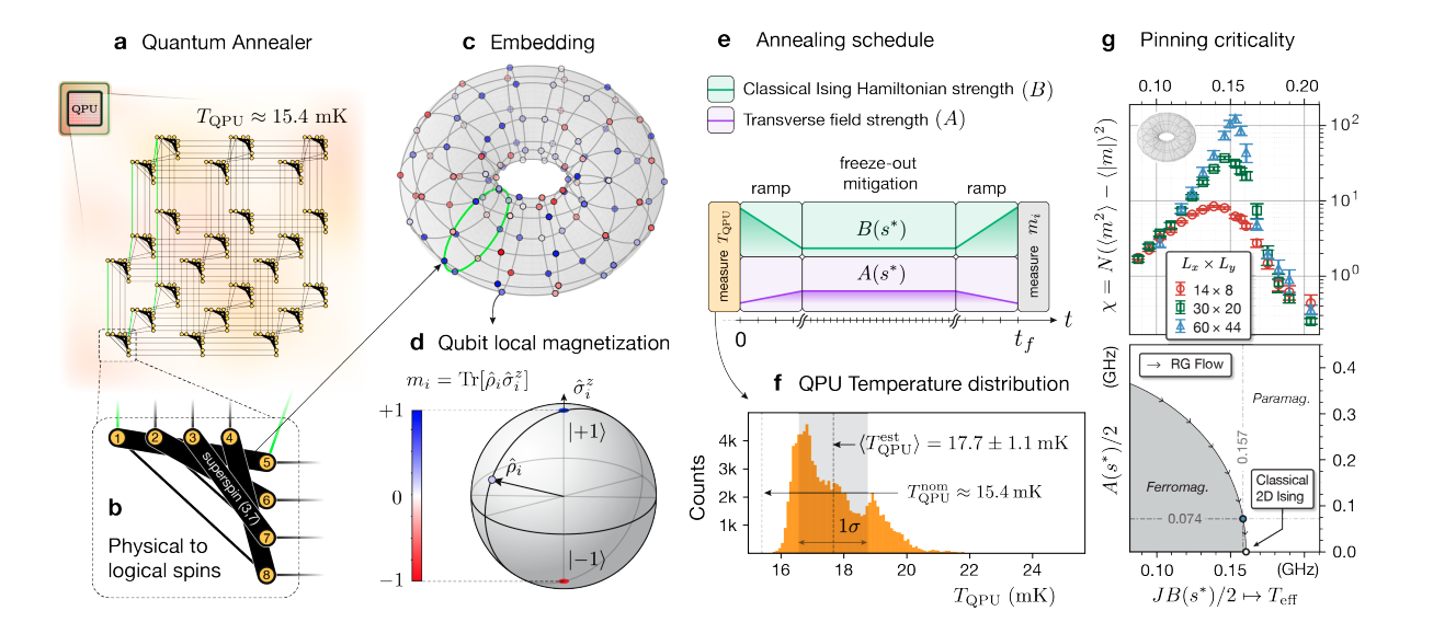 Quantum Annealer Resolves Finite-Temperature Criticality in Two-Dimensional Ising Model