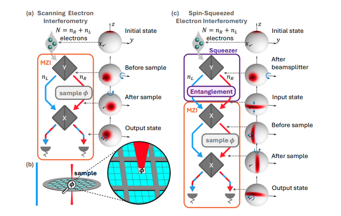 Spin Squeezing via Entanglement Boosts Signal in Electron Microscopy