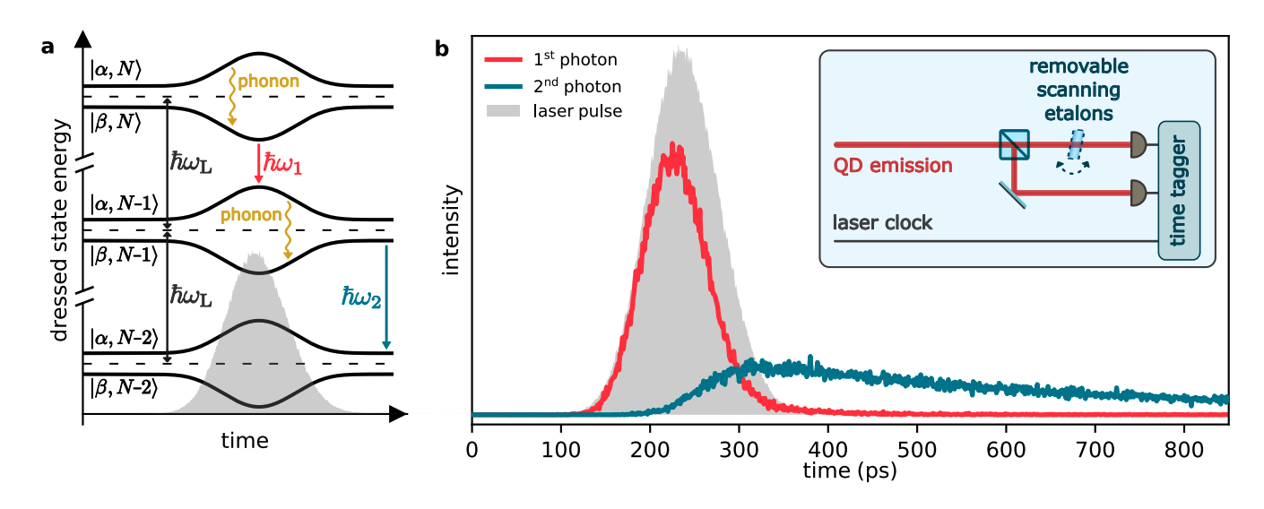 Phonon-Assisted Excitation Improves Single-Photon Purity and Reduces Re-excitation Probability.
