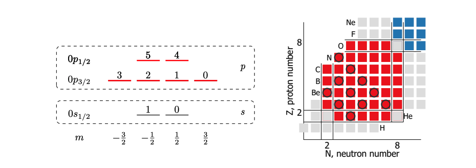 Nuclear Shell Model Simulations Show ADAPT and UCC Algorithm Performance Varies