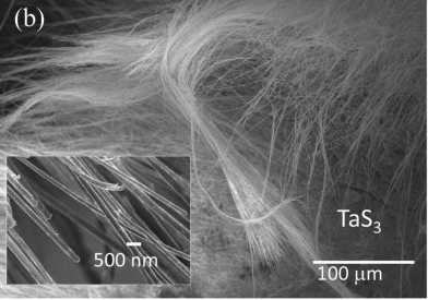 Tantalum Disulfide Nanowires Exhibit Enhanced Superconductivity and Vortex Pinning