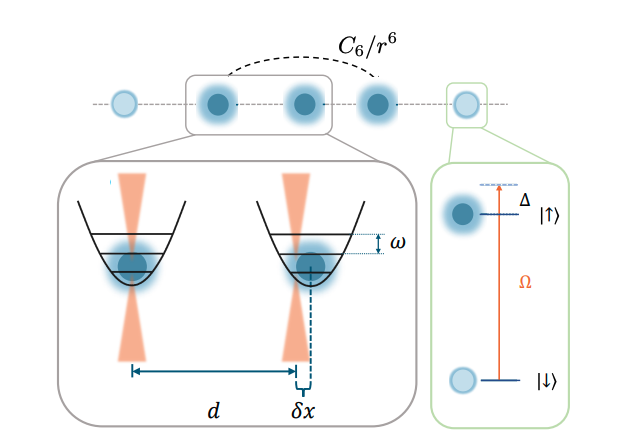 Spin-Phonon Coupling in Rydberg Atom Arrays Drives New Symmetry-Breaking Phase