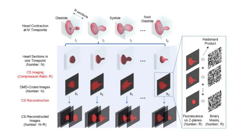 Plug-and-play Framework Reconstructs Millisecond-Timescale Volumetric Light-Sheet Images of Cardiac Tissue