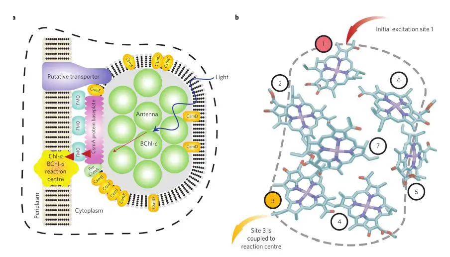 Quantum Simulation Reveals 100% Efficiency in Energy Transfer, Mimicking Photosynthetic Coherence