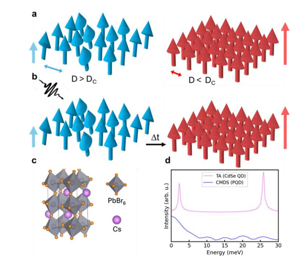 Time-reversed Superfluorescence Achieved in Polaronic Quantum Material with 100 Fs Synchronization and Near-Unity Fidelity at 300 K
