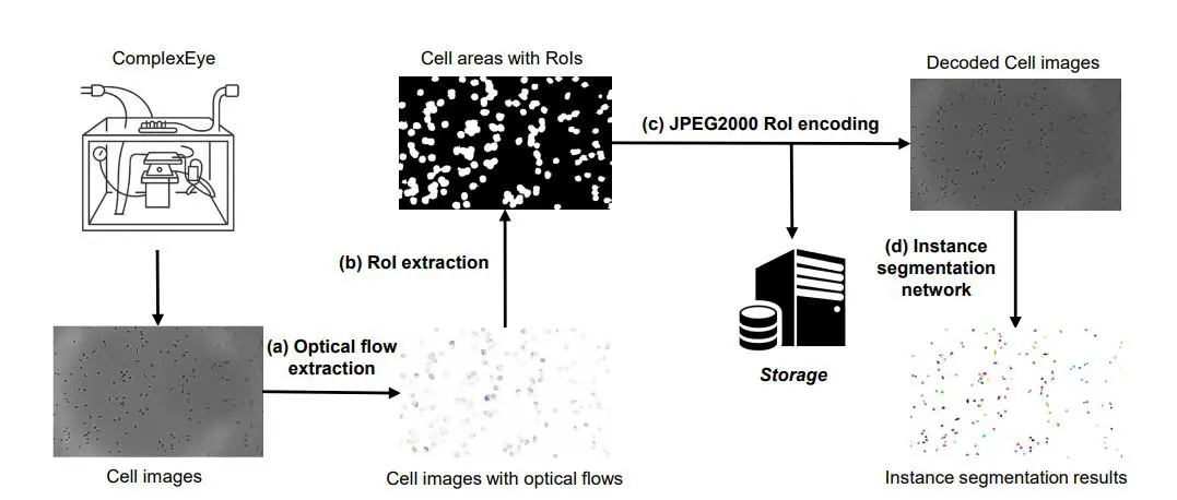 Flowroi Enables 2.2x Faster Image Compression for High-Throughput Immune Cell Migration Analysis
