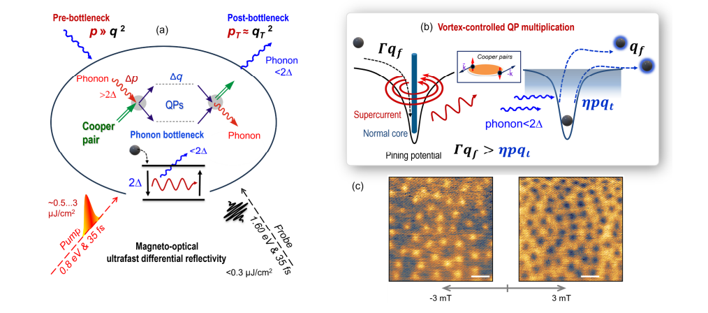 Vortex-controlled Quasiparticle Multiplication Degrades Transmon Coherence in Superconducting Resonators