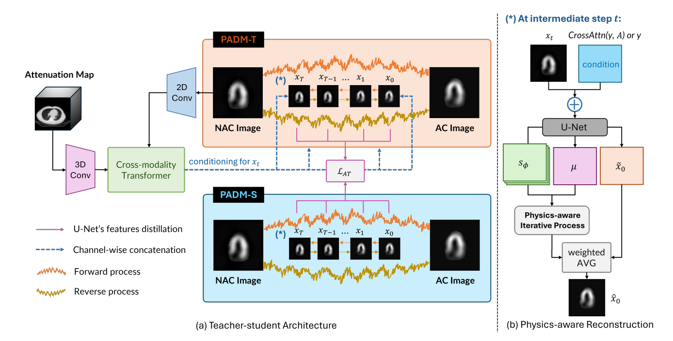 Padm: Physics-aware Diffusion Model Corrects SPECT Attenuation Without CT, Enabling Wider Cardiac Imaging Access