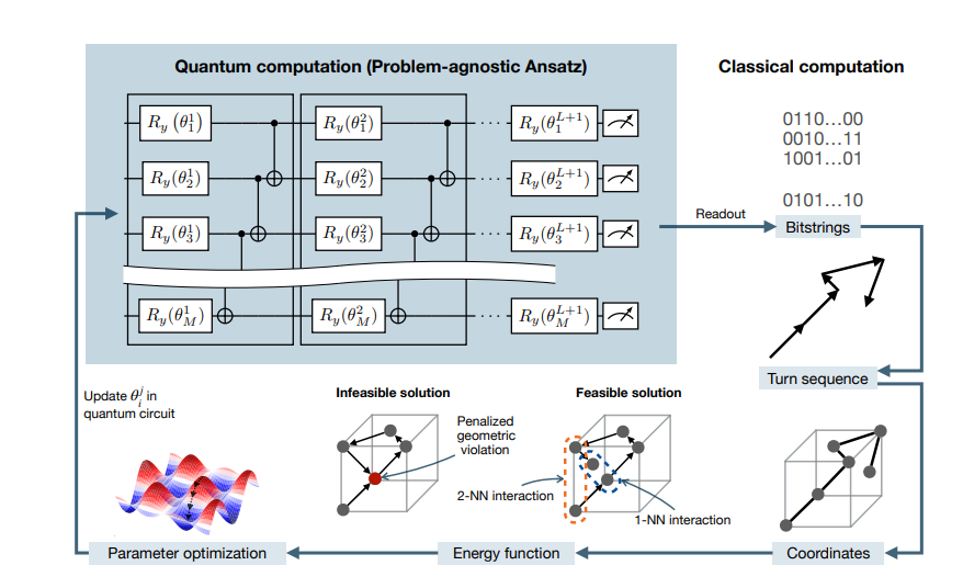 Quantum Protein Structure Prediction Achieves Efficiency with Problem-Agnostic Ansatzes