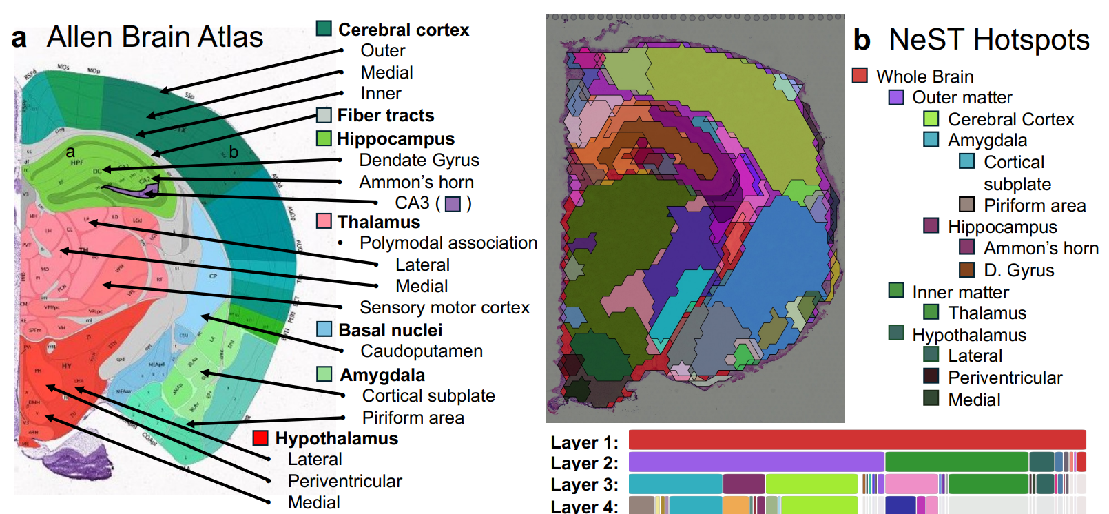Persistent Homology Identifies Multiscale Spatial Domains in Transcriptomics, Revealing Interactions across Scales