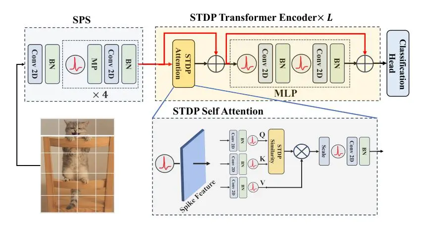 Spiking Neuromorphic Transformer Achieves Attention Via Synaptic Plasticity, Reducing Energy Costs Beyond 0.49