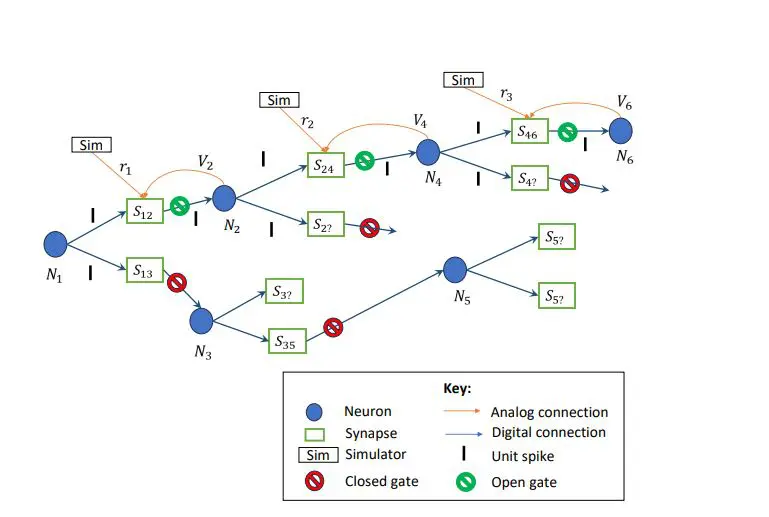 Bellman Memory Units Enable Synaptic Reinforcement Learning with Evolving Network Topologies on Intel’s Loihi Chip