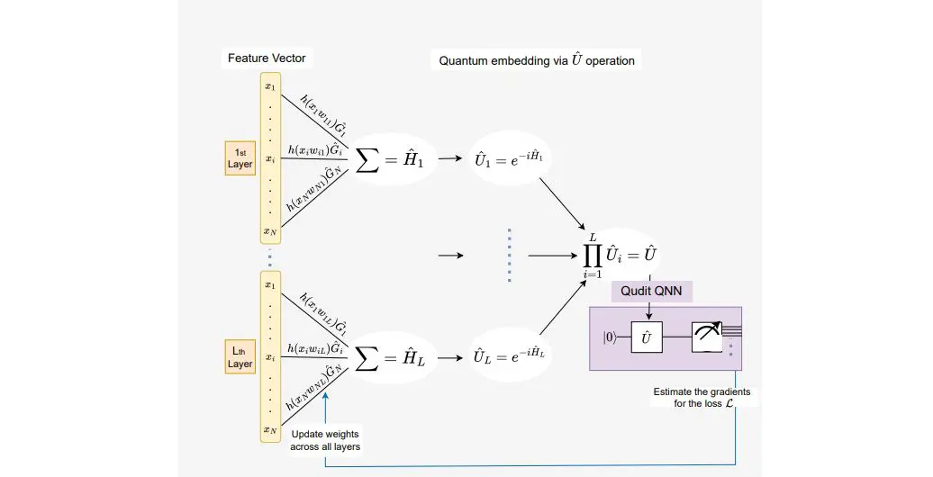 Qudit-based Networks Achieve Random Forest Performance in Credit-Risk with Transparent Feature Ranking