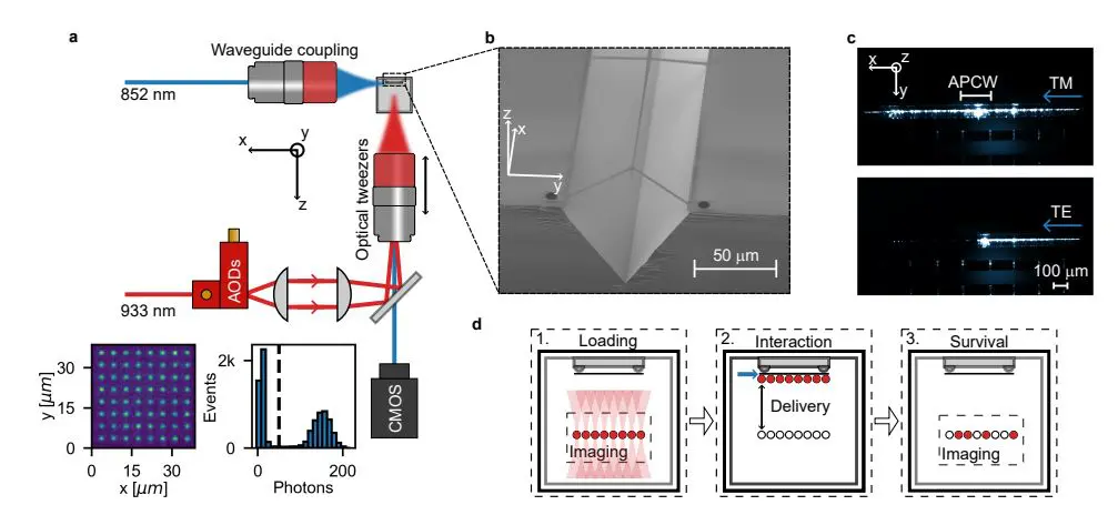 Ultracold Atomic Lattice Deterministically Couples to Photonic Waveguide for Scalable Quantum Technologies