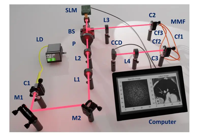 HistoSpeckle-Net: Deep Learning Reconstructs Complex OrganAMNIST Images Through Multimode Fibers Using Mutual-Information Guidance