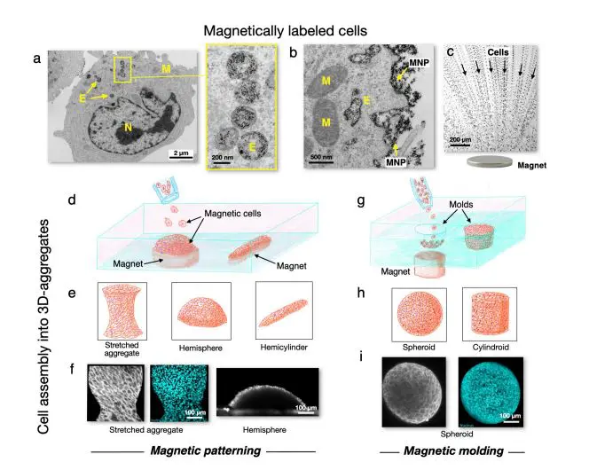 Massart Iron Oxide Nanoparticles Enable Mechanobiology through Force Generation, Transmission, and Measurement in Living Systems