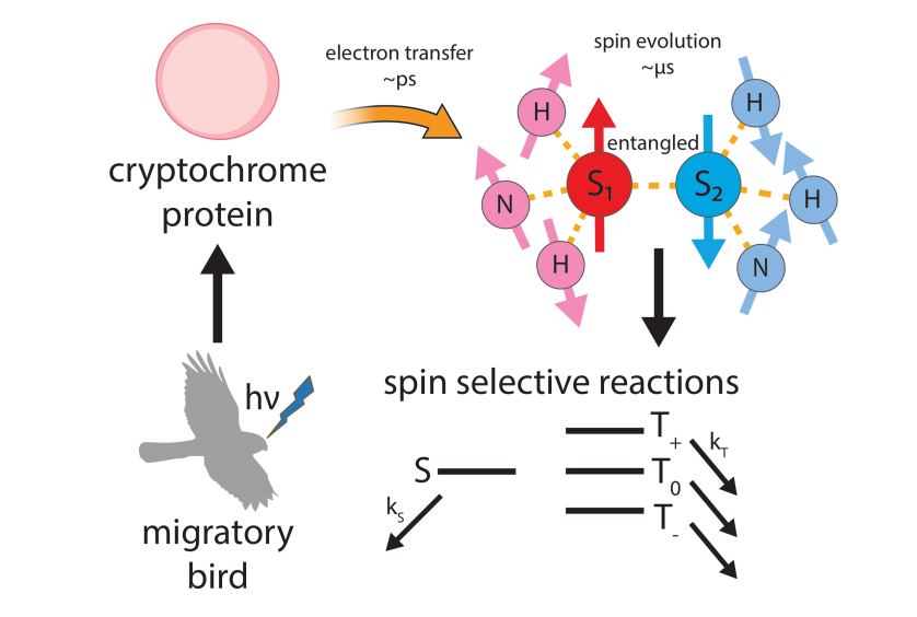 Tensor Networks Model Radical Pair Quantum Spin Dynamics with up to 60 Nuclear Spins