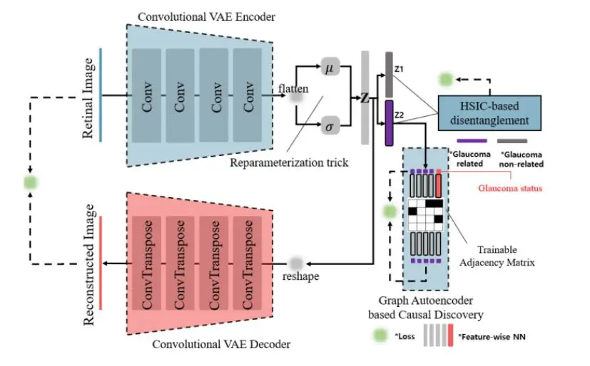 Lighthcg: Framework Achieves Powerful Glaucoma Detection Via HSIC Disentanglement and Retinal Image Analysis
