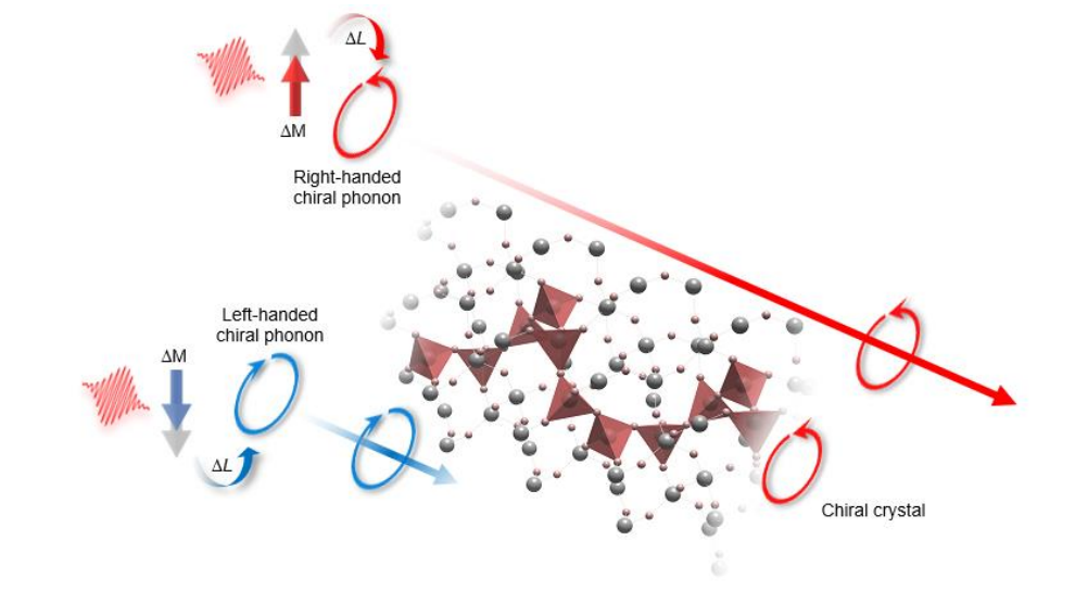 Demagnetization Drives Nanoscale Chirality-Selective Thermal Switch for Thermotronic Applications