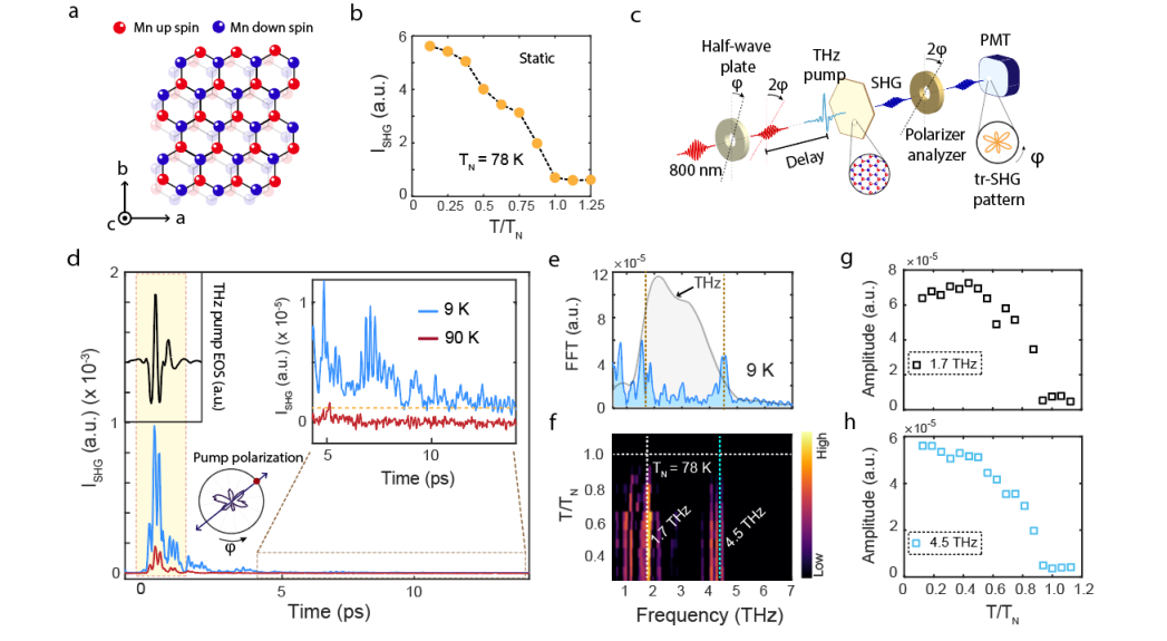 Terahertz Field Induces Giant Symmetry Modulations and 1.7THz, 4.5THz Phonon Dynamics in Van Der Waals Antiferromagnet