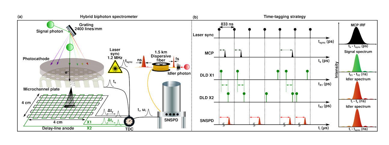 Hybrid Biphoton Spectrometer Captures Three-Fold Non-Degenerate Joint Spectra for Time-Resolved Quantum Spectroscopy