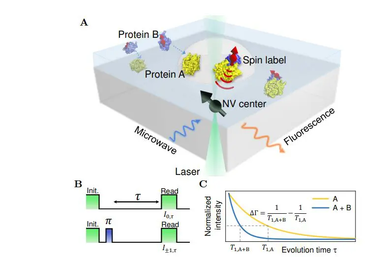 Quantum Relaxometry Detects Biomolecular Interactions with Single NV Centers, Achieving 10nm Protein Distance