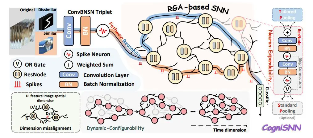 Cognisnn Enables Neuron-Expandability and Dynamic-Configurability Via Random Graph Architectures in Spiking Neural Networks