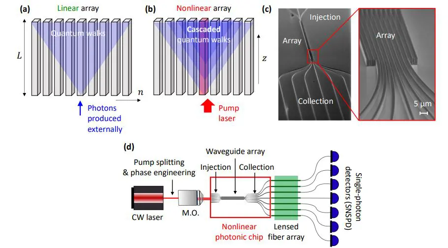 Tailoring Quantum Walks in Integrated Photonic Lattices Enables Continuous Interference across Entire Structures