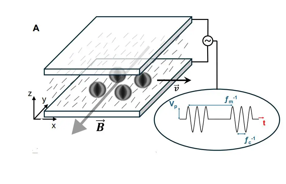 Magnetically Guided Liquid Crystal Torons Achieve Targeted Micro-Cargo Delivery