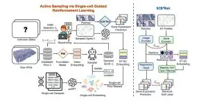 Reinforcement Learning and SCR2-ST Unlock Efficient Spatial Transcriptomics Data Acquisition