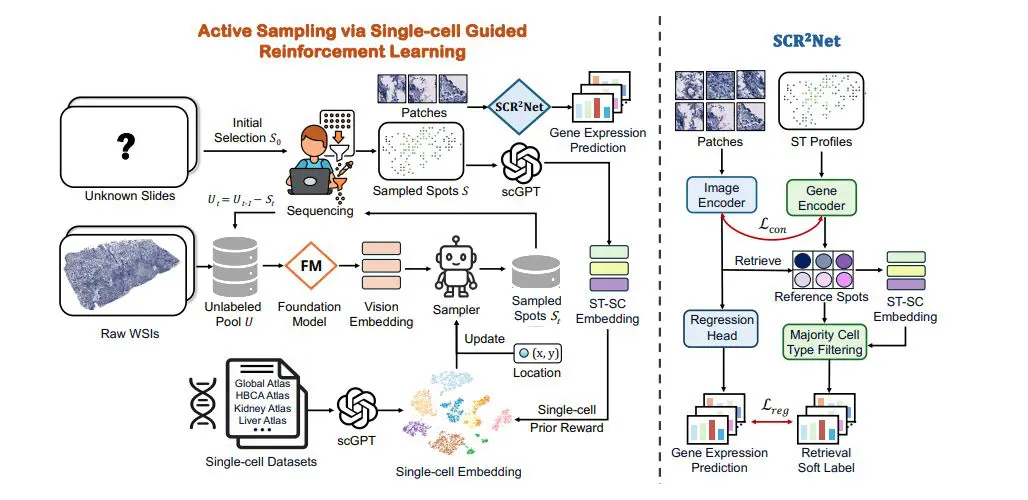 Reinforcement Learning and SCR2-ST Unlock Efficient Spatial Transcriptomics Data Acquisition