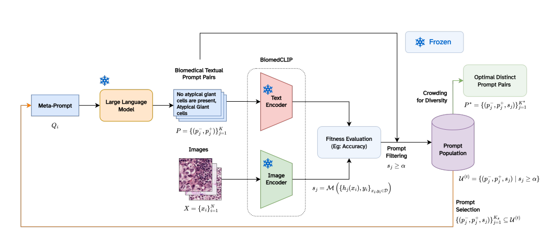 Biomedxpro Enables Explainable Diagnosis with Biomedical Vision Language Models Via Interpretable Prompt Optimization
