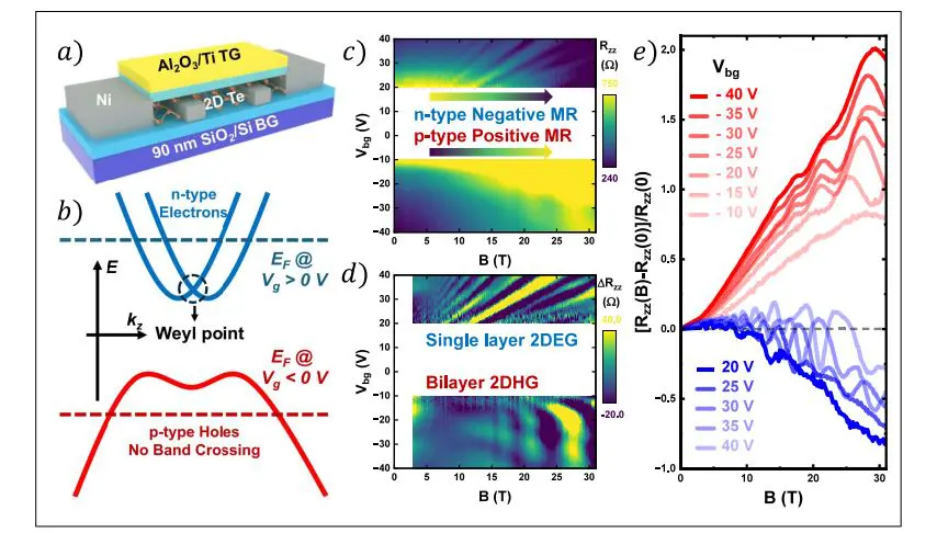 Gate-tunable Tellurene Demonstrates 70% Negative Magnetoresistance at Zero Magnetic Field