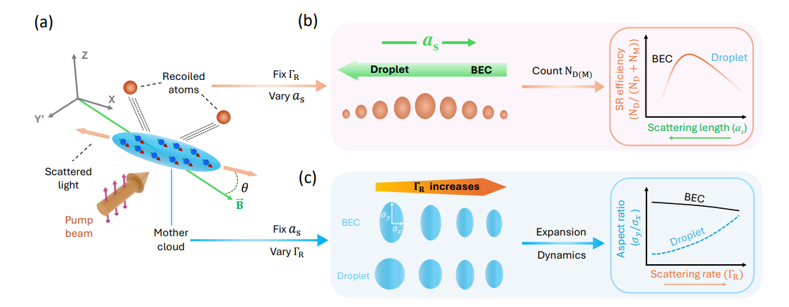 Rayleigh Superradiant Scattering Unveils BEC-Droplet Transition and Tracks Expansion Dynamics in Dipolar Gases