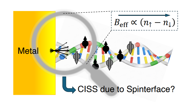 Spinterface Mechanism Explains Chiral-Induced Spin Selectivity, Reproducing Experimental Data at Molecular Interfaces
