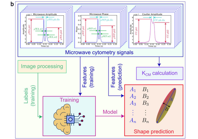 Microwave Cytometry with Machine Learning Enables Shape-Resolved Microplastic Detection, Overcoming 8% Geometry Limitations
