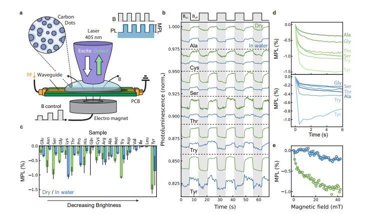 Carbon-based Quantum Dots Demonstrate up to 70% Spin-Dependent Photoluminescence Modulation
